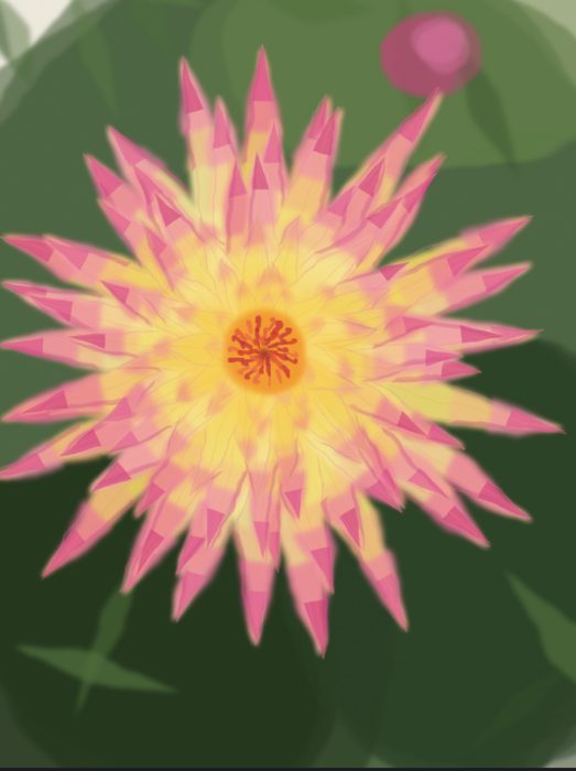 Island Dahlia